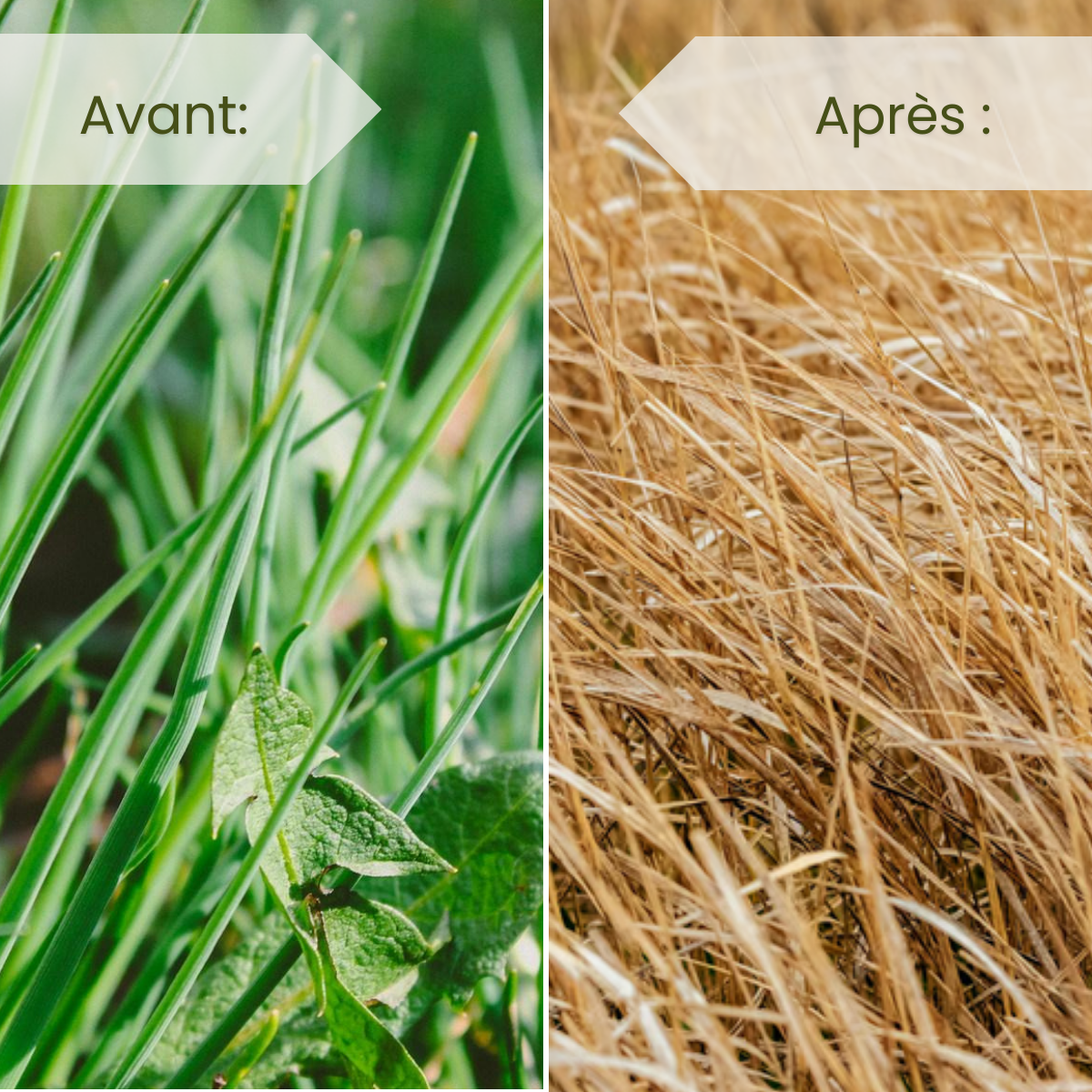 Désherbant au glyphosate ROUNDUP PLATINUM FUTURE 5 L